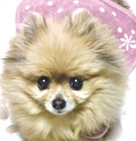 ハナ